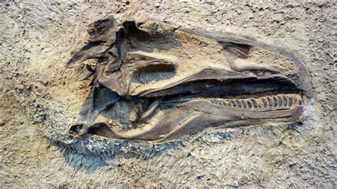 Body Fossil Of A Dinosaur 1 The Secrets Of The Universe