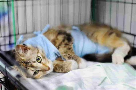 Feline Leukemia In Cats Symptoms Vaccine Infection