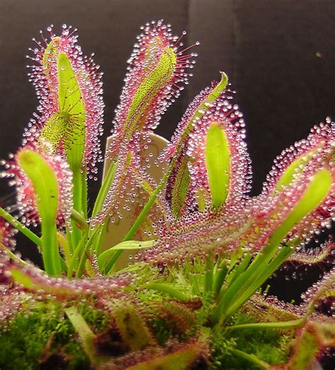 Carnivorous Plants 5 Easy Plants For Beginners Simply Indoor Gardens
