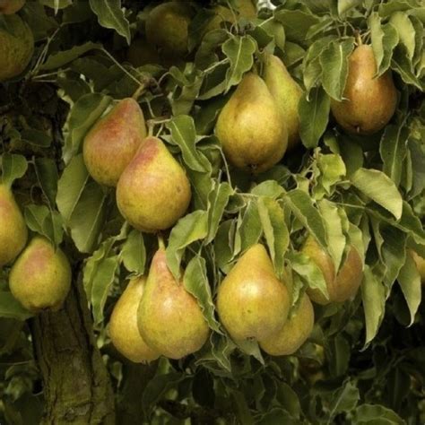 Pear Tree Pyrus Communis Doyenne Du Comice