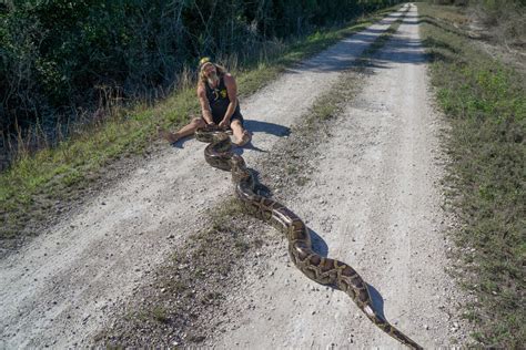 Florida Python Hunter Wrestles 17 Foot Pregnant Python
