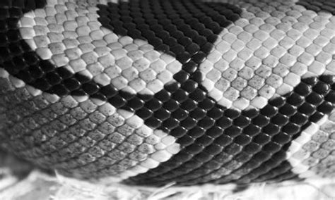 33 Sets Of High Quality Reptile Skin Texture Naldz Graphics Reptile