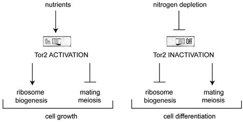 Tor2 Regulated Pathways In Fission Yeast A Working Model In The