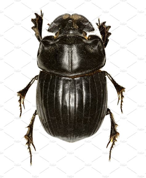 Horned Dung Beetle Animal Stock Photos Creative Market