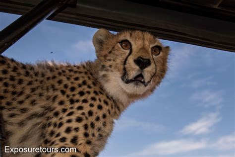 A Cheetah Kiss Africa Geographic