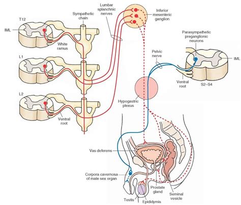 The Autonomic Nervous System Integrative Systems Part 4