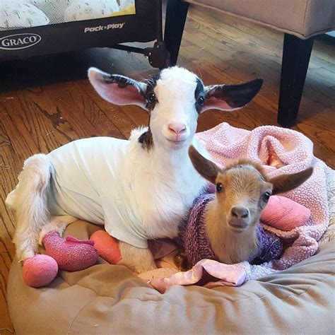 Goats Of Anarchy Goatsofanarchy On Instagram “lucy And Lawson 💗💗💗