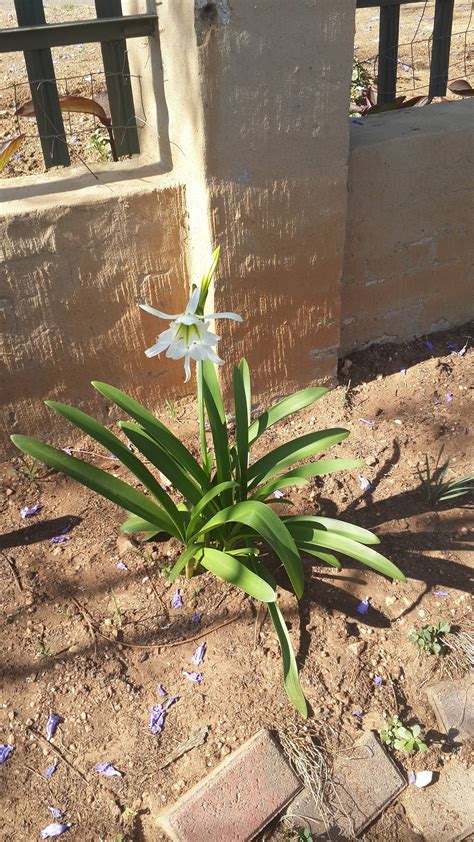 Check spelling or type a new query. identification - Please help me identify this bulbous ...