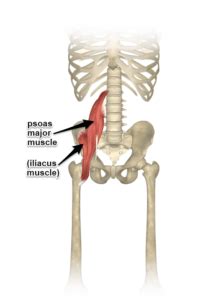 Two individual muscles called the psoas major and the iliacus form the iliopsoas muscle. Gluteal and Psoas Relationship for Yogis - Yoganatomy