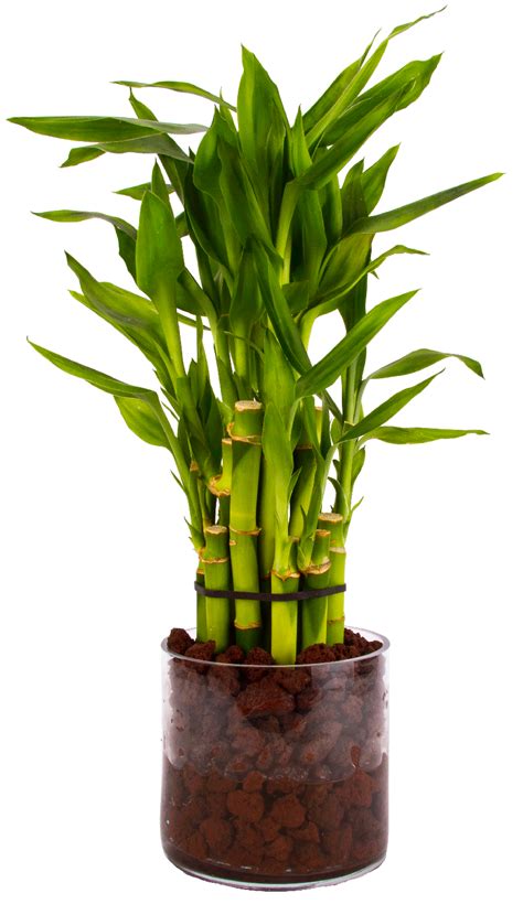 Lucky Bamboo in Glass Vase with Lava rock | Lucky bamboo, Bamboo care, Container gardening