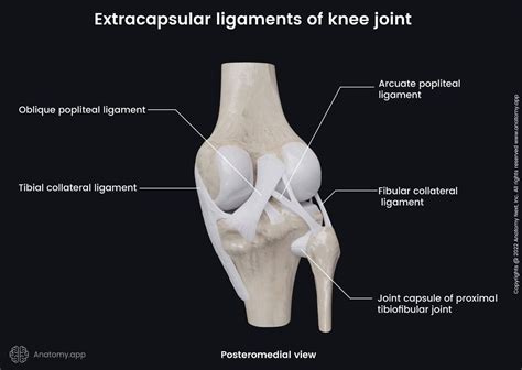 Knee Joint Encyclopedia Anatomyapp Learn Anatomy 3d Models