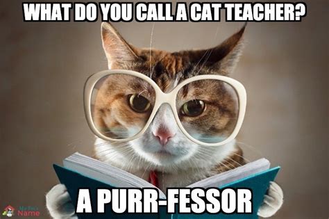 Learn From The Wise Teacher Cat