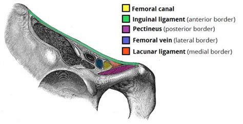 The Femoral Canal Borders Contents Teachmeanatomy