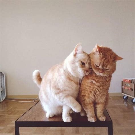 10 Pictures Of Extremely Lovey Dovey Cats That Will Melt Your Heart In