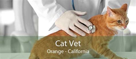Cat Vet Orange Cat Veterinarian And Cat Clinic Orange