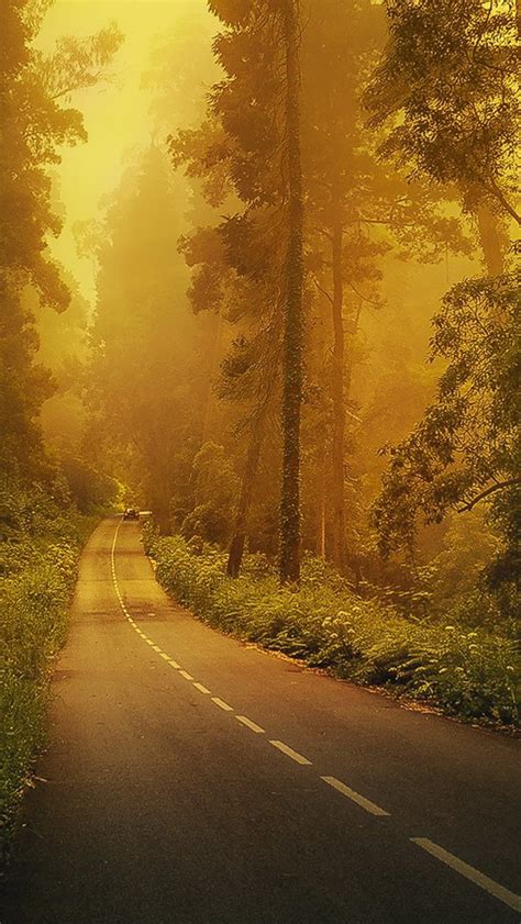 Fog Forest Road Iphone Wallpapers Free Download