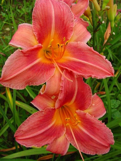 Plant them near patios and walkways to enjoy the scent. Summer-Blooming Perennials | HGTV