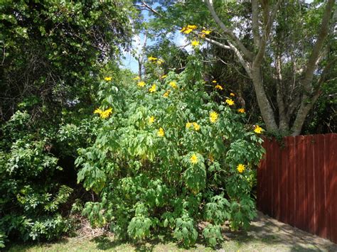 Giant Mexican Sunflower Tree Bolivian Sunflower Or By Pawesomepets