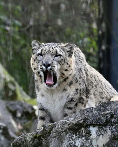 Do All Snow Leopards Have White Spots On Their Ears Or Do Some Have