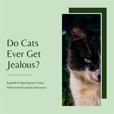 Can Cats Be Jealous? How to Identify Jealous Behavior in Cats - PetHelpful