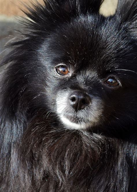 How Much Is A Black And White Pomeranian Pets Lovers