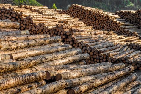 Pile Of Wood Logs With Forest Stock Photo Image Of Factory