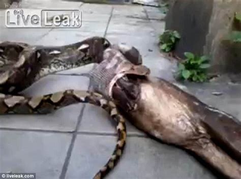 Caught On Camera Stomach Churning Moment Python Regurgitates Fully