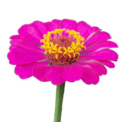 Formato Png E Pds De Flores Bonitas Grátis Png Flor Png Flor Bonita