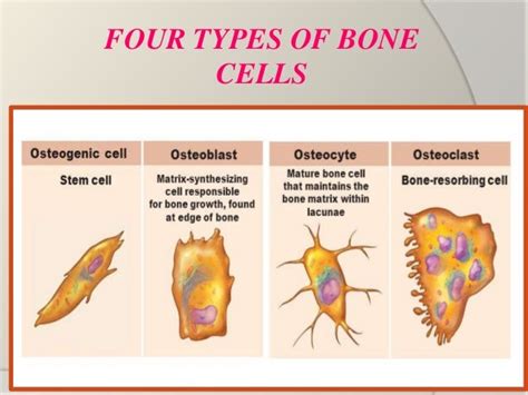 4 Types Of Bone Cells