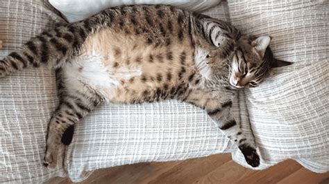 Is My Cat Overweight Understanding Obesity In Cats