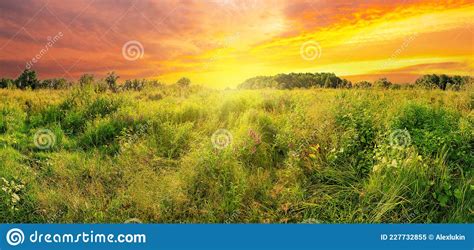 Meadow Of Wildflowers Under Dramatic Sunset Sky Stock Image Image Of