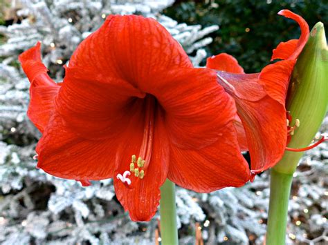Amaryllis Lily Lauritzen Gardens Omaha Botanical Center Flickr