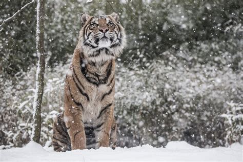 Psbattle Tiger Staring At Snow Rphotoshopbattles
