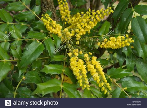 Yellow Fragrant Flowering Mahonia An Evergreen Shrub In Gentle Mist
