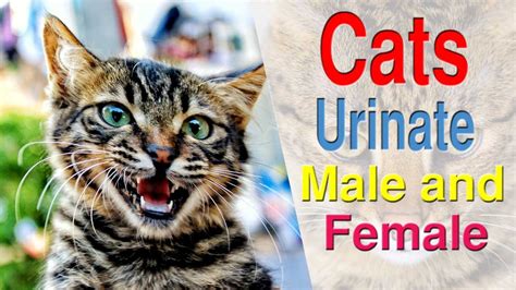 Different Way Urine Out Male And Female Cats Youtube