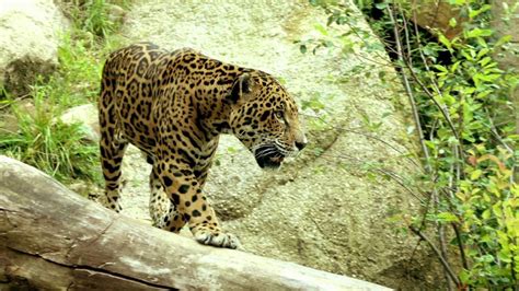 South American Jaguars Youtube