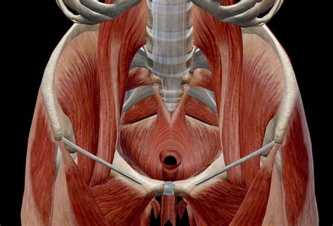 Muscle Pelvic Anatomy