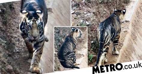 Rare Black Tiger Nearing Extinction Caught On Camera Metro News