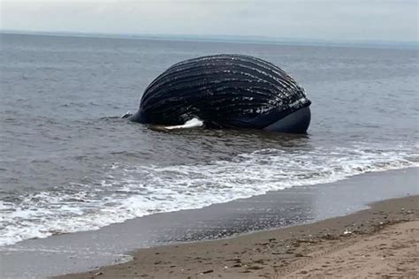 Xác cá voi dạt vào bờ nguyên nhân cái chết gây bất ngờ ThienNhien