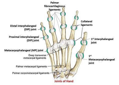 Other Joints Of Upper Limb Anatomy Qa