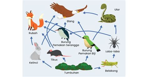 Kumpulan Dari Berbagai Rantai Makanan Dalam Sebuah Ekosistem Disebut