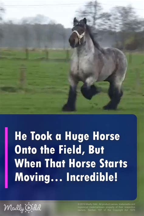 He Took A Huge Horse Onto The Field But When The Horse Starts Moving
