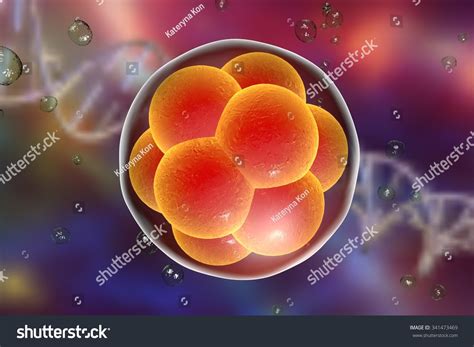 17905 Human Embryos Images Stock Photos And Vectors Shutterstock