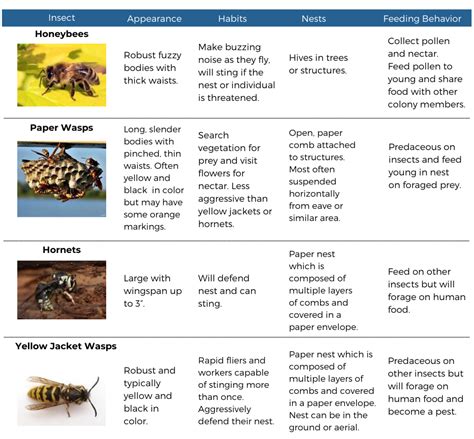 Stinging Insects Identification And Prevention Mccloud Pest Solutions