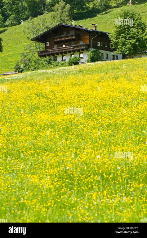 Flower Meadow With Traditional Austrian Wooden House Stock Photo Alamy