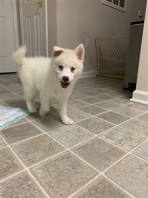 These puppies located in jacksonville come from many different zip codes, including, 28540. Pomsky Puppies For Sale | Jacksonville, NC #298879