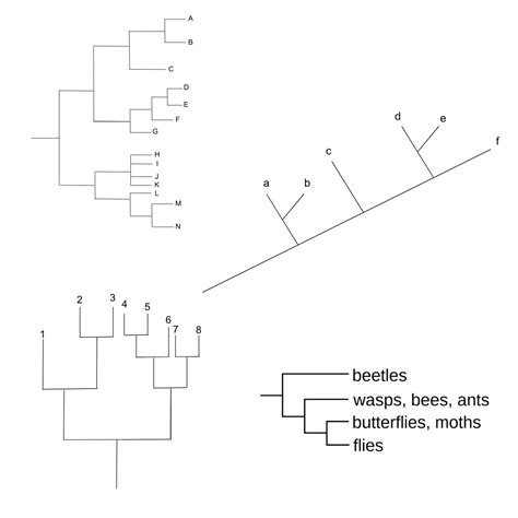 Phylogenetic Trees Cladograms And How To Read Them