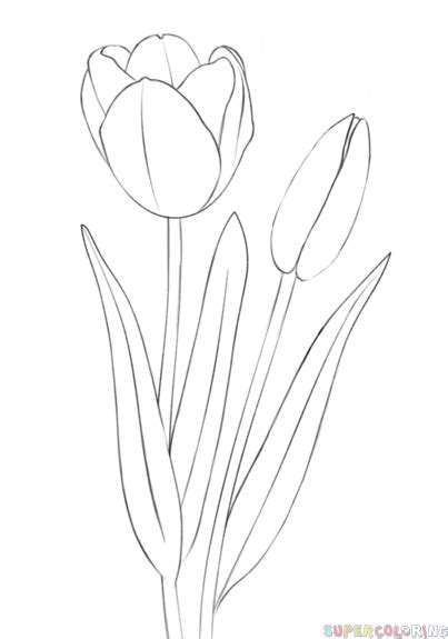 Check spelling or type a new query. How to draw a tulip | Step by step Drawing tutorials ...