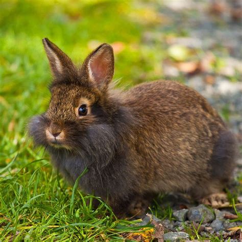 Brown Bunny Untitled Photo By Lise442007 Via Photobucket Cute Funny