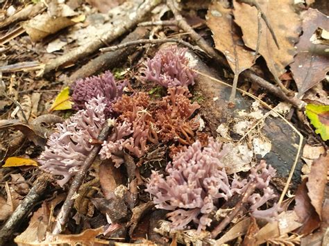 Violet Coral Fungus On June 25 2021 At 1214 Pm By Danohalloran